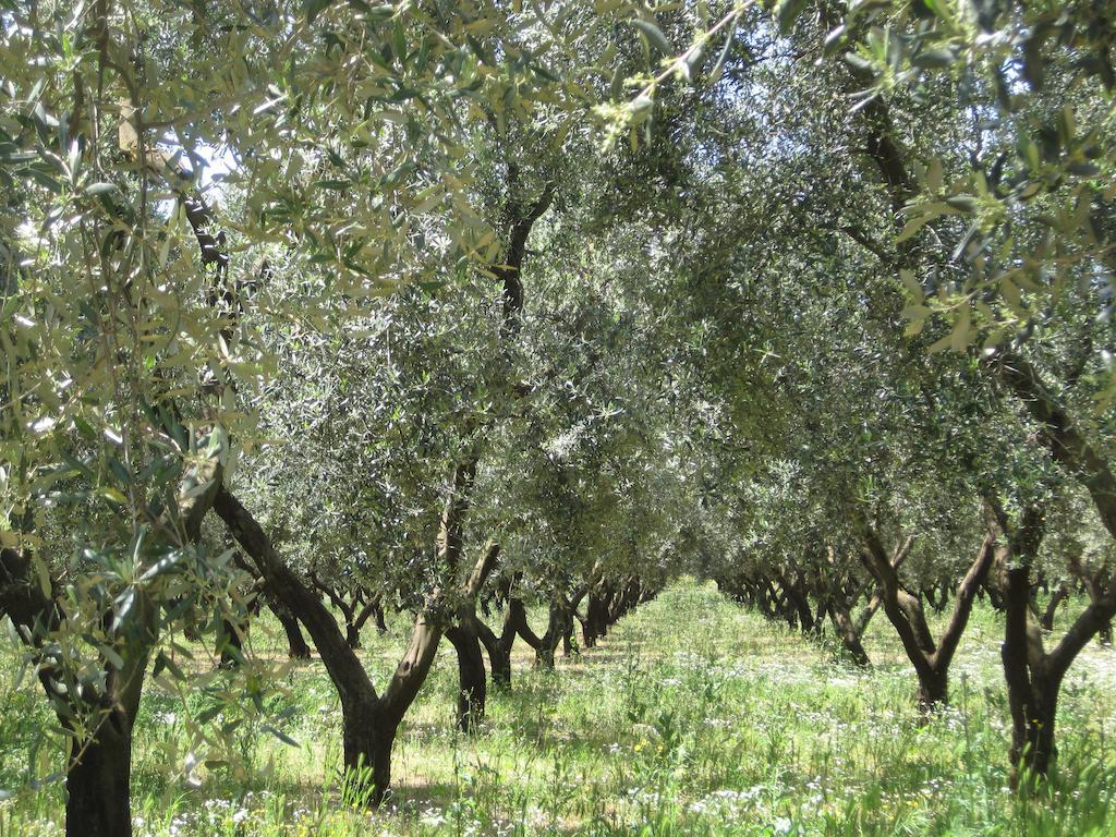 פורטו צ'זראו Terreamare Agriturismo מראה חיצוני תמונה